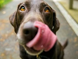 © -- Vegane Ernährung beim Hund – Worauf ihr achten solltet