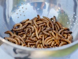 © -- Mehlwurmpulver in Brot?