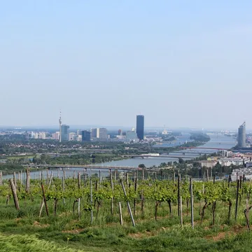 Weinstöcke, dahinter Weitblick auf Donau und Wien