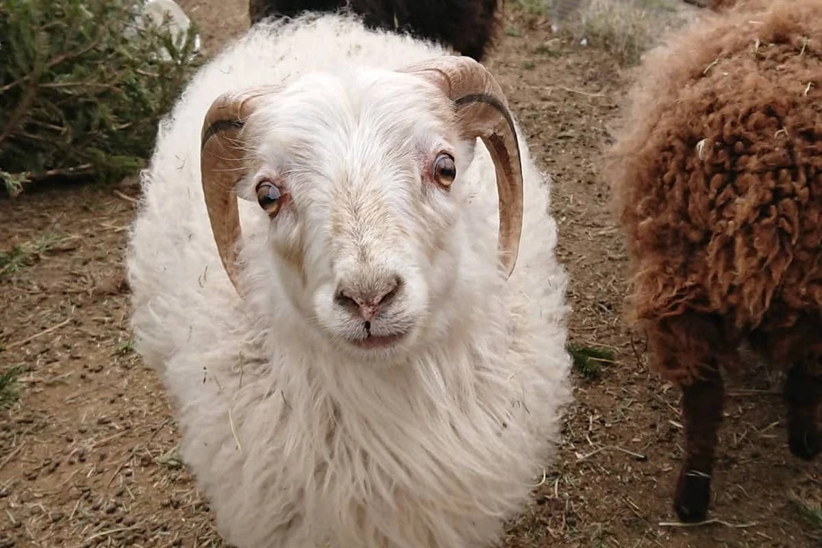 08_veganimals_0.jpg