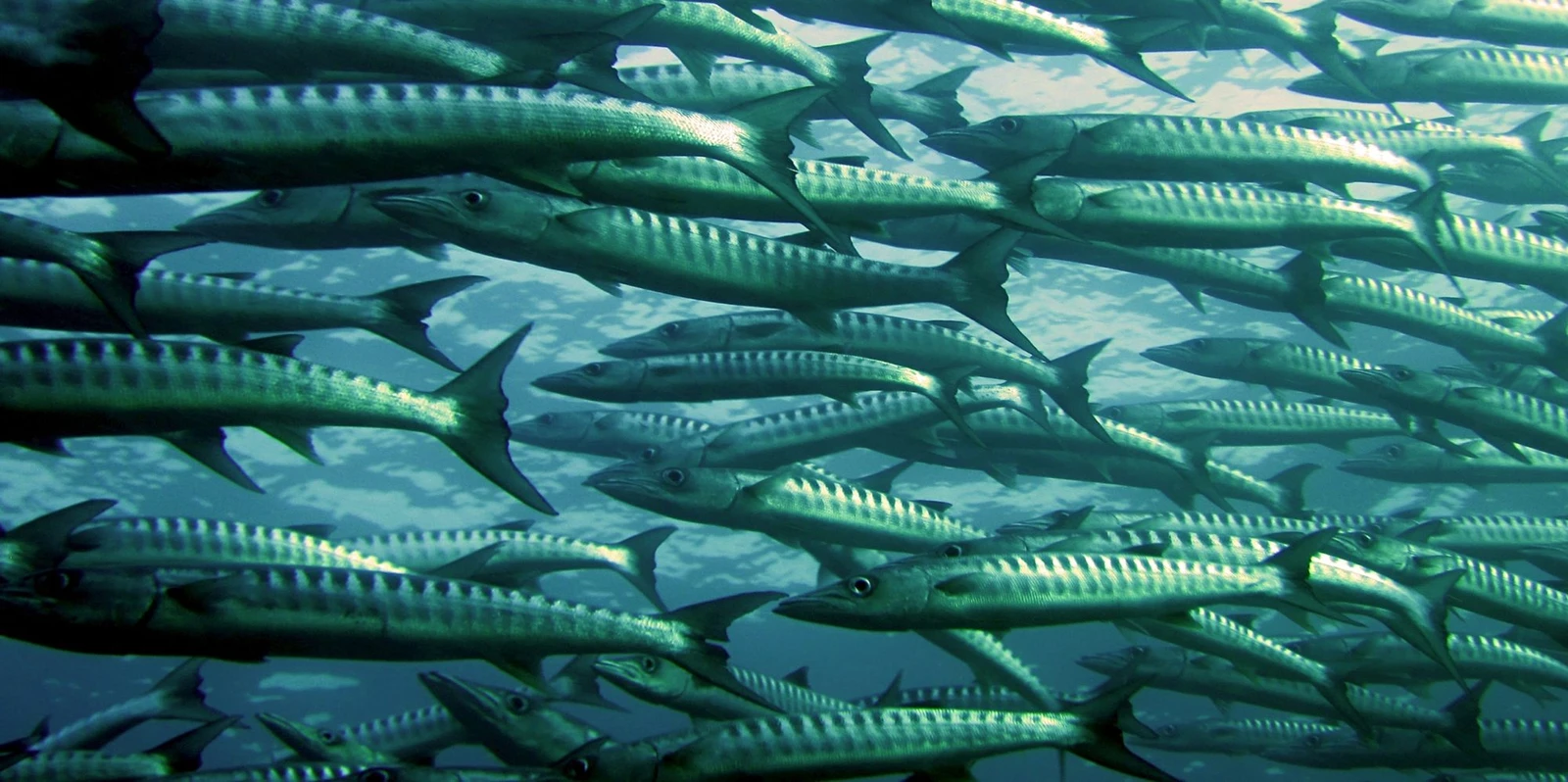 barracuda-fish-ocean-66218_0.jpg