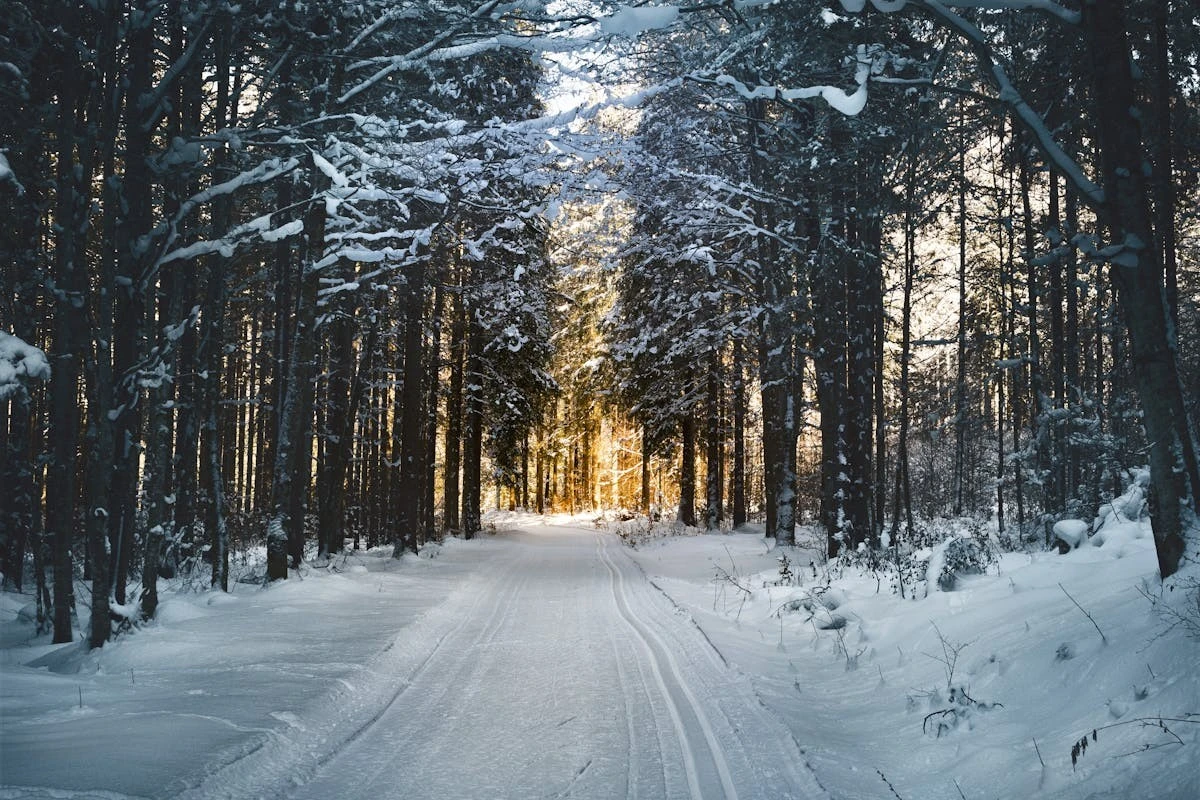 verschneiter Weg durch einen Wald, im Hintergrund ein paar Sonnenstrahlen
