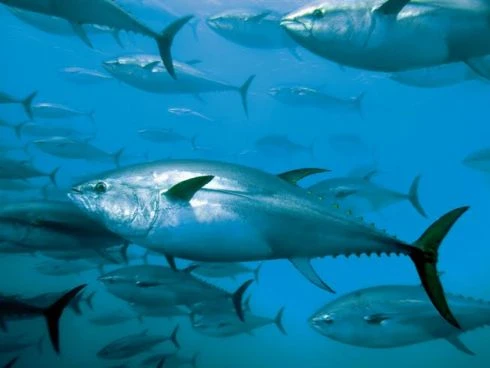 Fische empfinden genauso Schmerzen wie Säugetiere