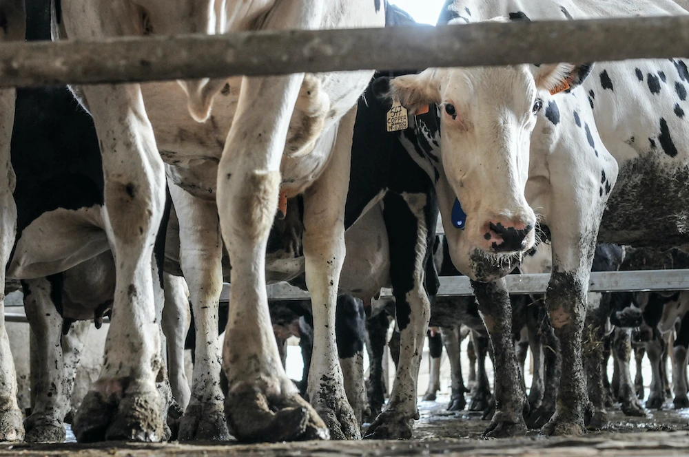 foto_01_quelle_jo-anne_mcarthur_animal_equality.jpg