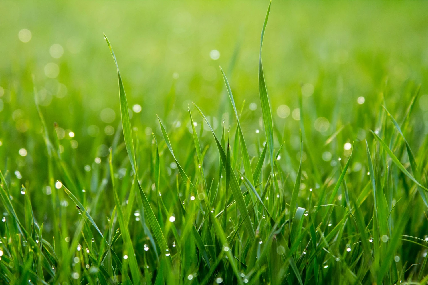 gras_unsplash.jpg