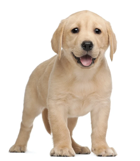 hund.jpg