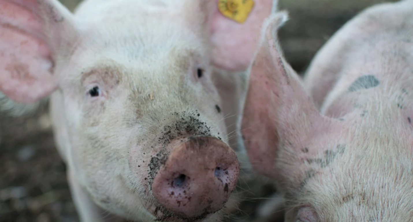 schwein_01_0.png