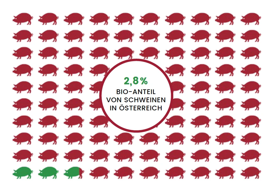 schwein_03.png