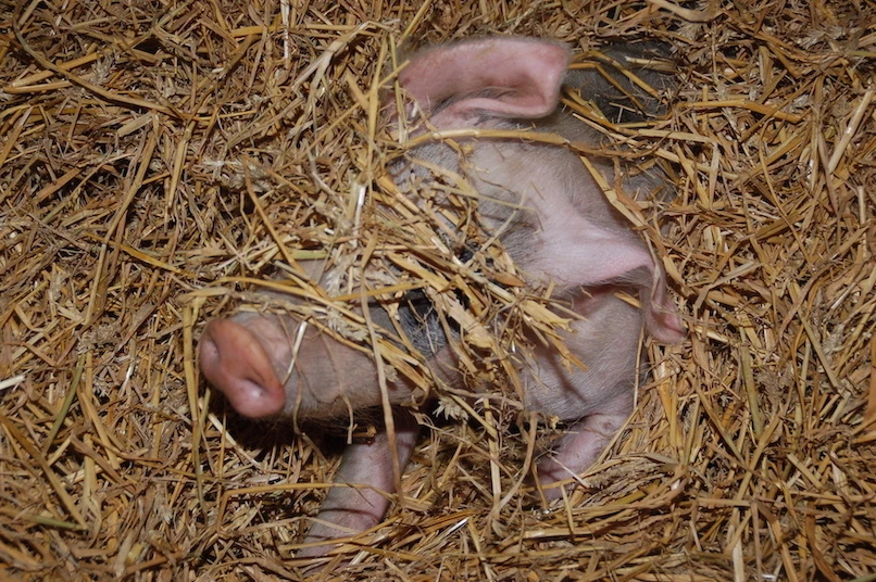 schwein_schabenreith_0.jpg