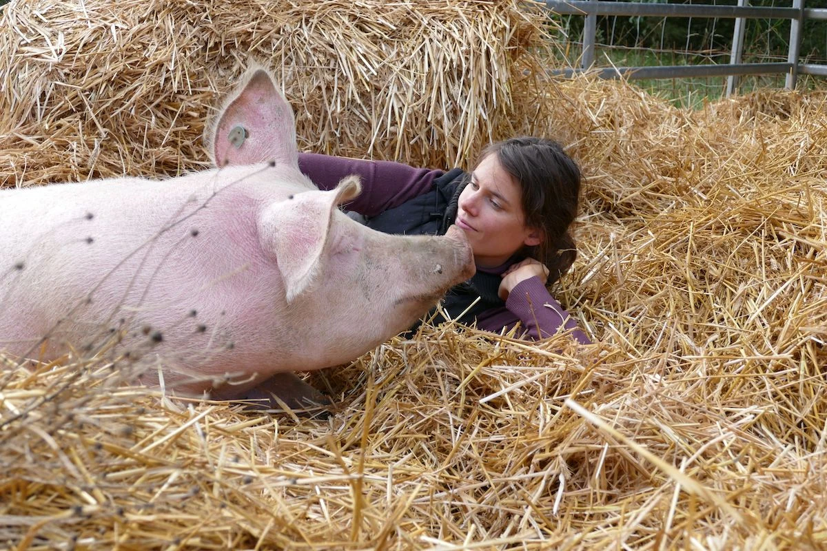 schweine_0-2.jpg